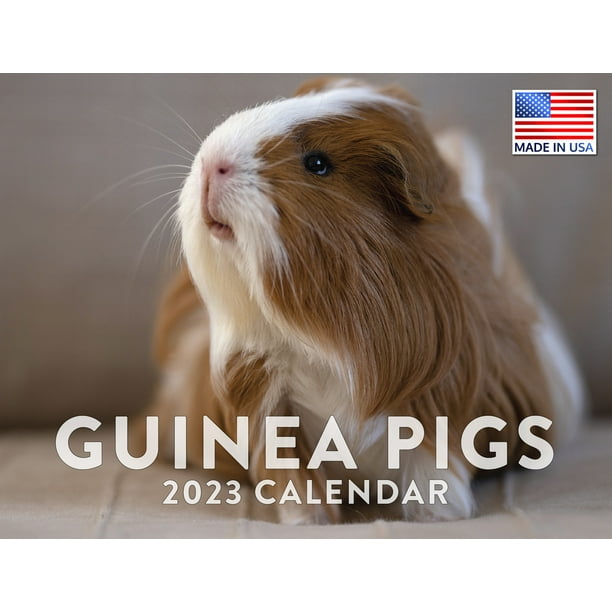 Guinea Pig Calendar 2023 Monthly Wall Hanging Calendars Cute Furry Kids