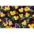 thumbnail image 2 of Seedville 50 Dark Jonny Jump Up Viola Tricolor Flower Seeds, 2 of 8