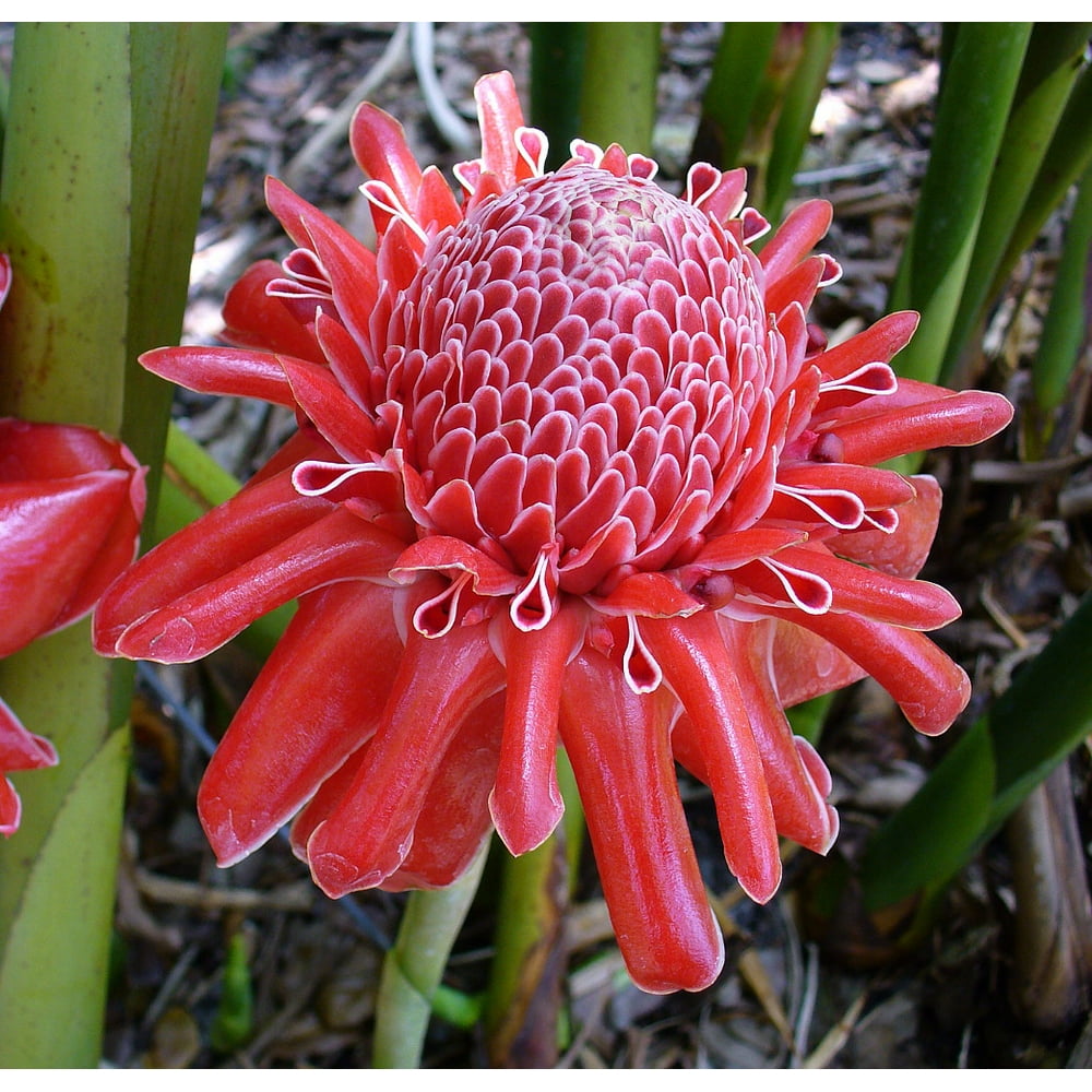 Red Torch Ginger Plant Etlingera elatier Bareroot 1 Size Rhizome