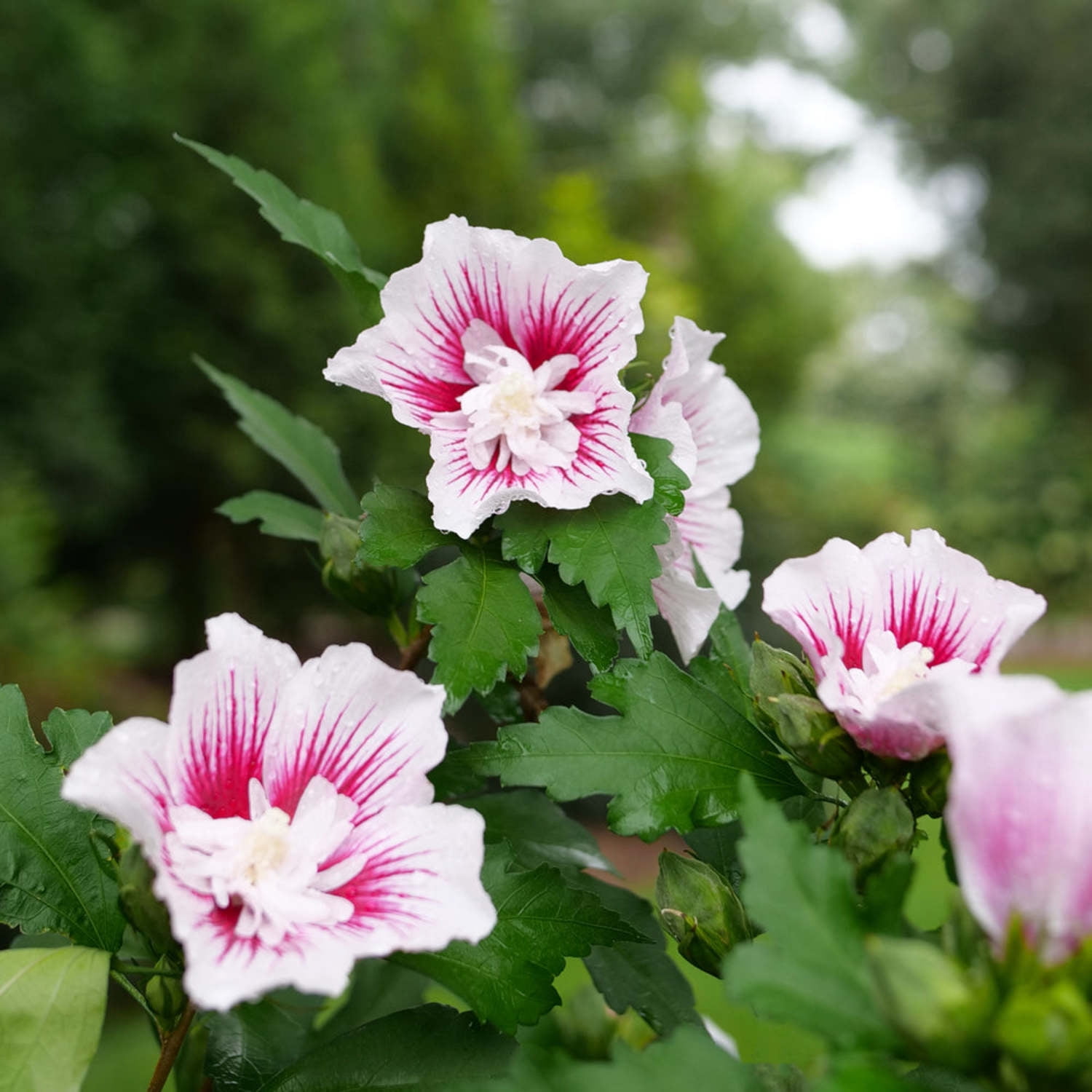 Proven Winners ColorChoice 6" Multicolor Starblast Chiffon Rose of Sharon Live Plant in 7.5" Pot