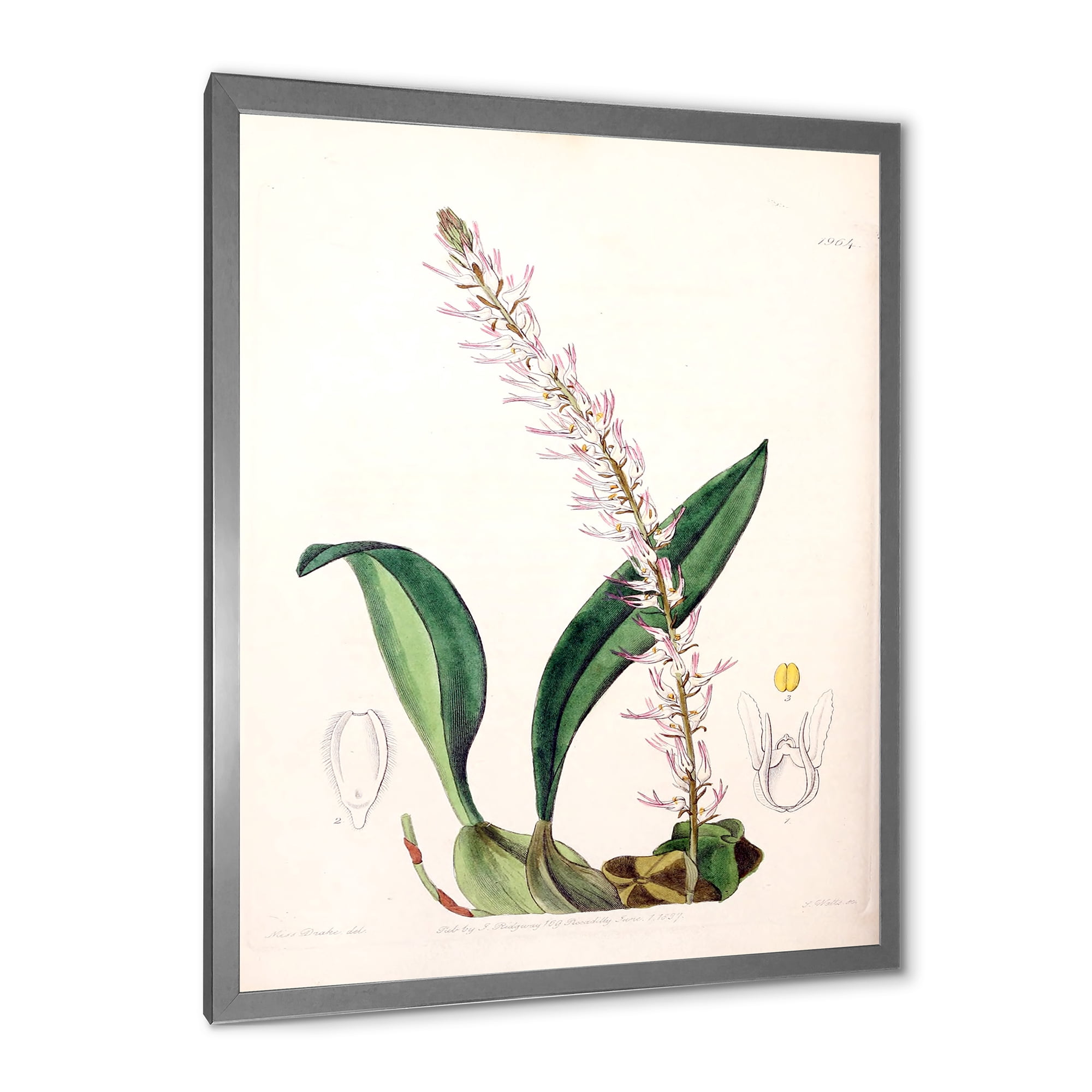 Designart 'Ancient London Plants V' Traditional Framed Art Print