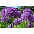 thumbnail image 1 of 20 STAR OF PERSIA ALLIUM Christophii Silvery Amethyst Purple Flower Seeds, 1 of 1