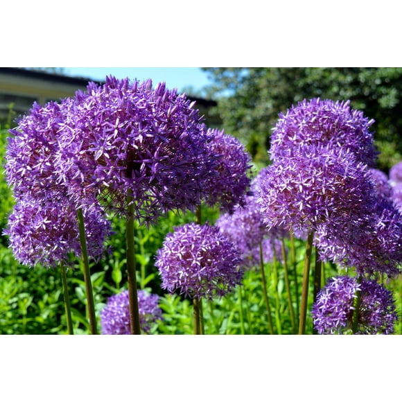 20 STAR OF PERSIA ALLIUM Christophii Silvery Amethyst Purple Flower Seeds