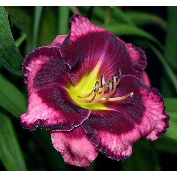 Proven Winners Storm Shelter Daylily