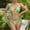 Green, variant on HOMBOM Womens Swimsuit 2 Piece High Waisted Triangle Top Bikini Athletic Pink Bathing Suits for Ladies