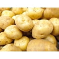 TomorrowSeeds Kennebec Seed Potatoes USDA Certified For Growers