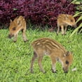 decorations-outdoor-garden-2024-poultry-decoration-courtyard-card-size