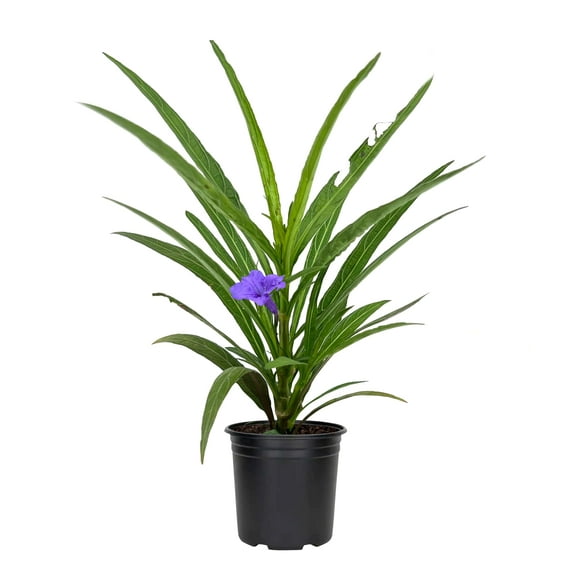 Katie's Dwarf Mexican Petunia Purple | 1 Live 4 Inch Plant | Ruellia brittoniana | Compact Flowering Perennial | Low Growing Pollinator Favorite for Walkways Borders Containers Landscaping