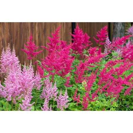 100 PINK MIX ASTILBE (False Spirea / False Goats Beard) Astilbe Chinensis Flower Seeds