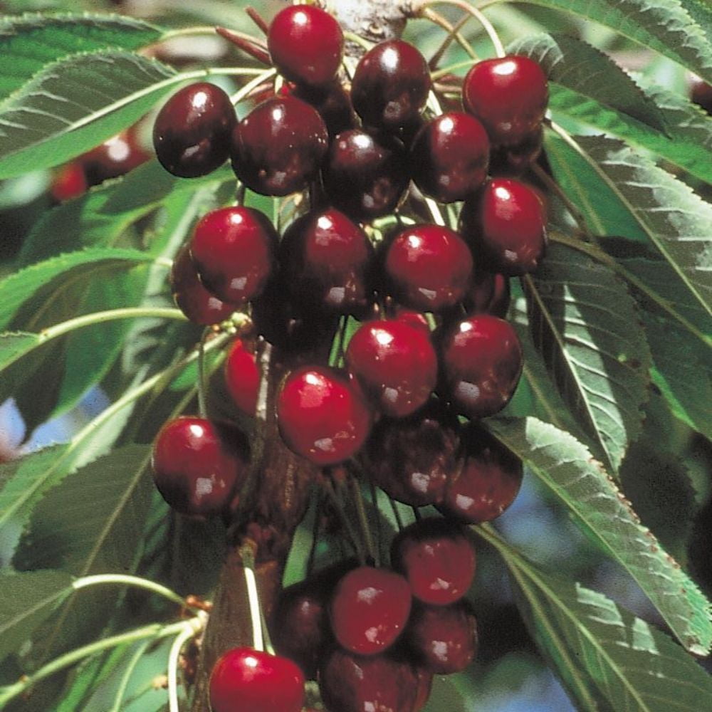 Expert Gardener 3-4 ft tall Stella Fruiting Cherry Live Tree in 7-Gallon Grower Pot