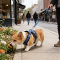 thumbnail image 5 of Cheapark Cat Leash Adjustable Soft Breathable Vest Harness Thickened Escape Proof For Walks Travel Outdoor Use, 5 of 6
