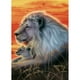 thumbnail image 1 of Diamond Painting (DE5001) Animal 5D DIY Square Rhinestone (León LD536) 50x70cm Hugtrwg Para estrenar, 1 of 1