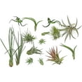 thumbnail image 3 of ragnaroc 1-3" Mixed Tillandsia Live Air Plants in Recyclable Tube (15 Count), 3 of 9