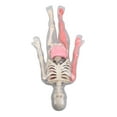 thumbnail image 1 of Anatomy Human Body Model with Removable Organs Bones Glow in The Dark Anatomy Figure Science Kit for Kids Students, 1 of 7