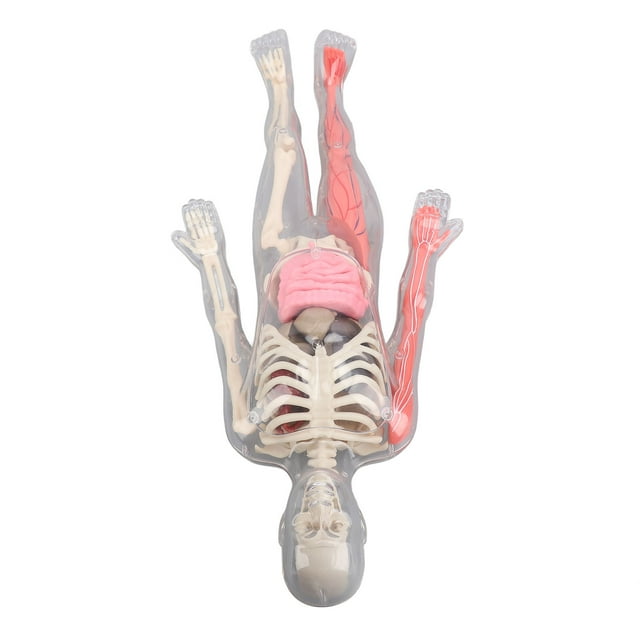 Anatomy Human Body Model with Removable Organs Bones Glow in The Dark Anatomy Figure Science Kit for Kids Students