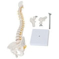 thumbnail image 2 of Modelo De Columna Vertebral, Modelo Espinal PVC Con Base Para La Enseñanza Del Aula De Ciencias, 2 of 7