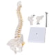 thumbnail image 1 of Modelo de columna vertebral, modelo de columna vertebral flexible de visualización perfecta con base para la enseanza de ciencias en el aula LHCER Descripción de la referencia, 1 of 8