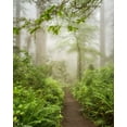 thumbnail image 2 of Poinski, Dianne 15x18 White Modern Wood Framed Museum Art Print Titled - Summer Fog, 2 of 4