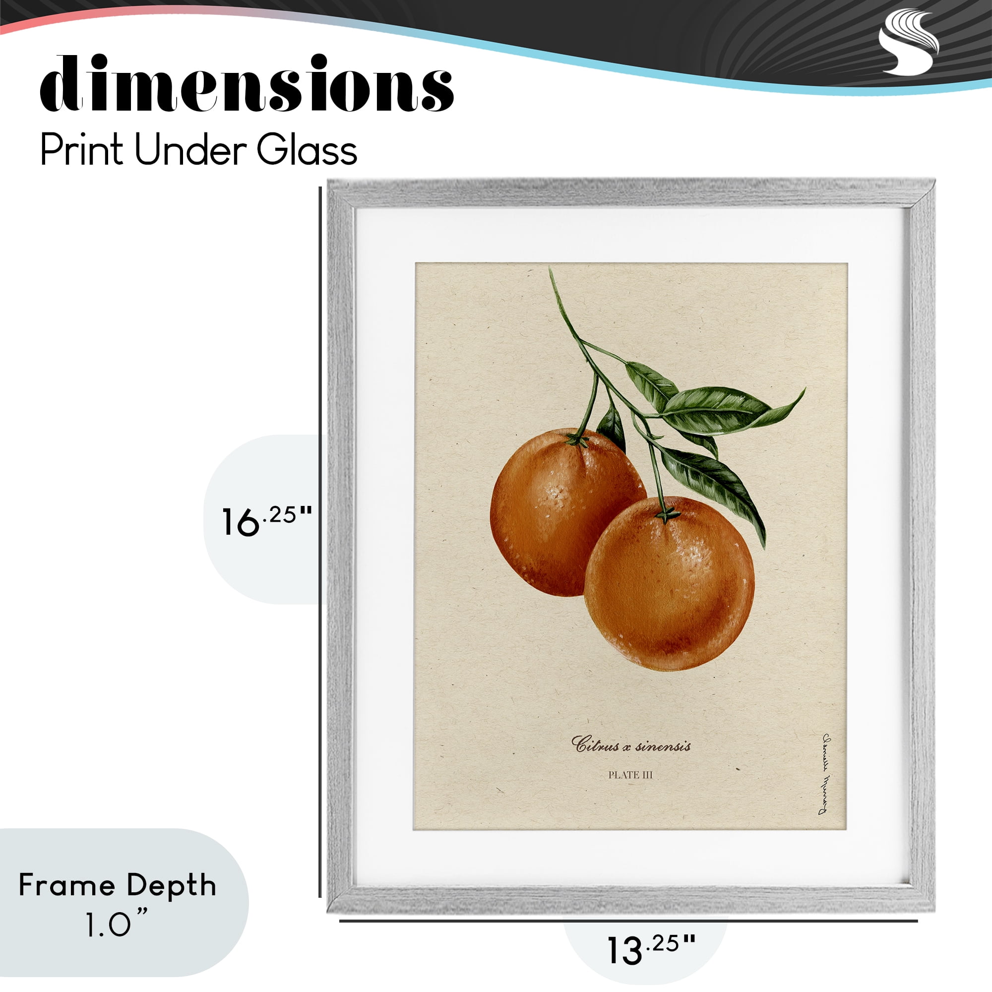 Stupell Industries Orange Fruit Portrait Gray Framed Print Under Glass, design by Danielle Murray