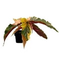 thumbnail image 2 of Harmony's Rare Episcia Gesneriad Assorment Flame Violet Bundle, 2 of 3