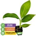 thumbnail image 3 of (2-Pack) Dwarf Cavendish Banana Plant Live Tree - Musa by Wellspring Gardens – Starter Plant for Indoor and Outdoor Ambiance - Compact Size, 3 of 6