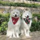 thumbnail image 3 of Pañuelos para perros, bufandas navideñas para perros y baberos triangulares para el Día de Acción de Gracias, juego de toallas para saliva para mascotas, 3 of 5