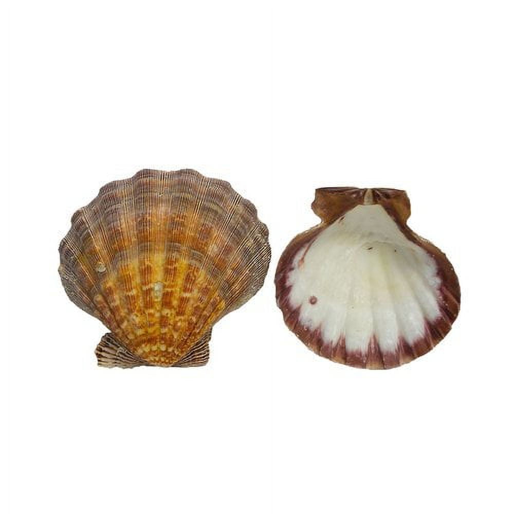 (2 pack) Lion Paw 100% Natural Fan Shaped Natural Sea Shell Home Decor, 1 Each, Multi-Color