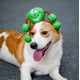thumbnail image 5 of Juguetes molares para mascotas, juguetes de pelota de goma, molares de voz, resistencia a mordeduras y fugas, alivia el aburrimiento (verde Rojo Verde, 5 of 5