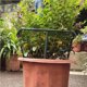 thumbnail image 5 of Monstrate El soporte resistente de plástico para plantas de jardín saludables promueve estacas de soporte para plantas de jardín de alto Jardín y Patio Numero 3, 5 of 6