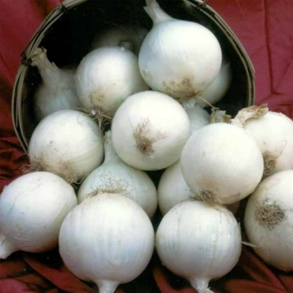White Sweet Spanish Onion Garden Seeds - 1 Oz ~8,400 Seeds - Non-GMO, Heirloom Vegetable Gardening & Microgreens Seed