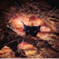 thumbnail image 1 of Catharisis, 1 of 1