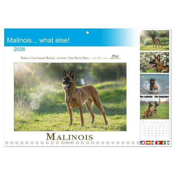 Malinois... what else! (Monthly Wall Calendar 2026 11.7 x 16.5 (open)), CALVENDO 14 Month Calendar