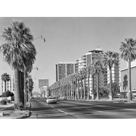 1960s Rows of Palm Trees Central Avenue Phoenix AZ Print Wall (Best Fruit Trees For Phoenix Az)