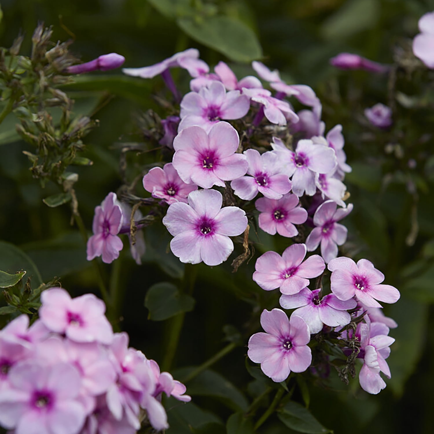 Van Zyverden Tall Phlox Rainbow Dancer Set of 3 Plant Roots Pink Partial Sun Pollinator 1 lb