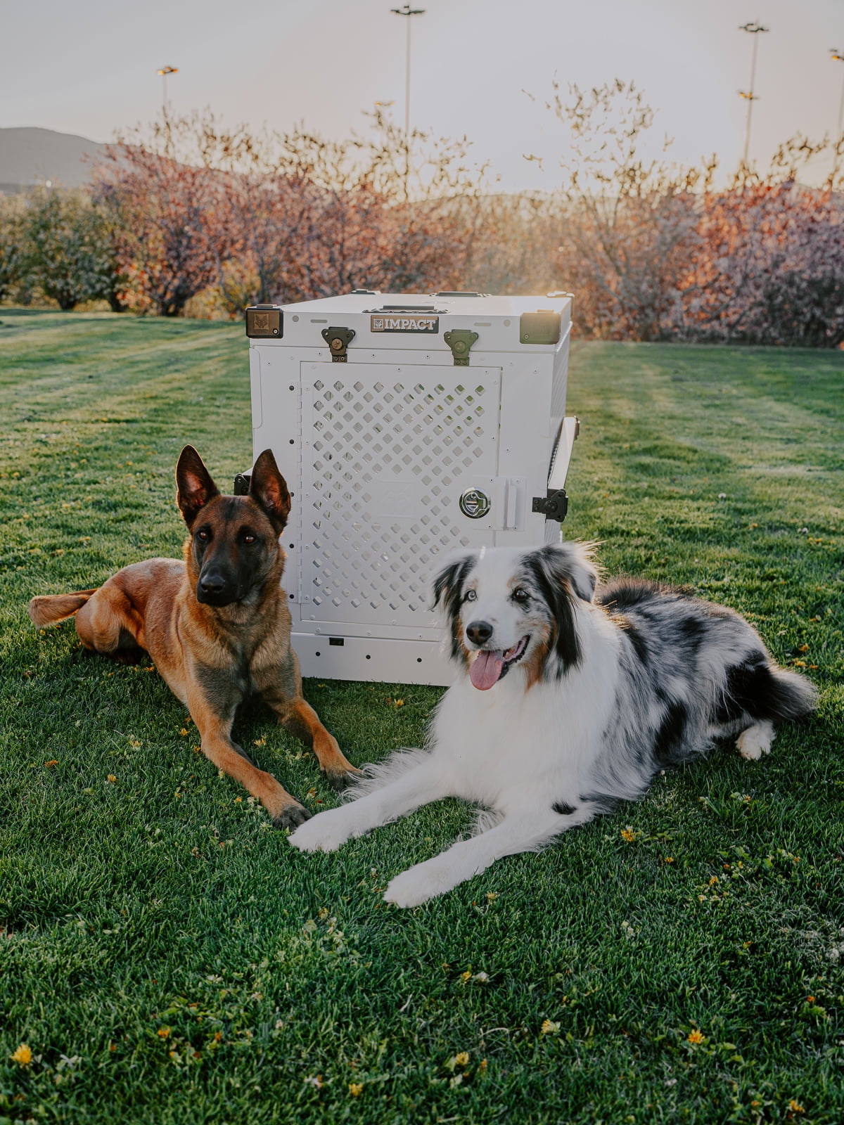 german shepherd impact dog crate