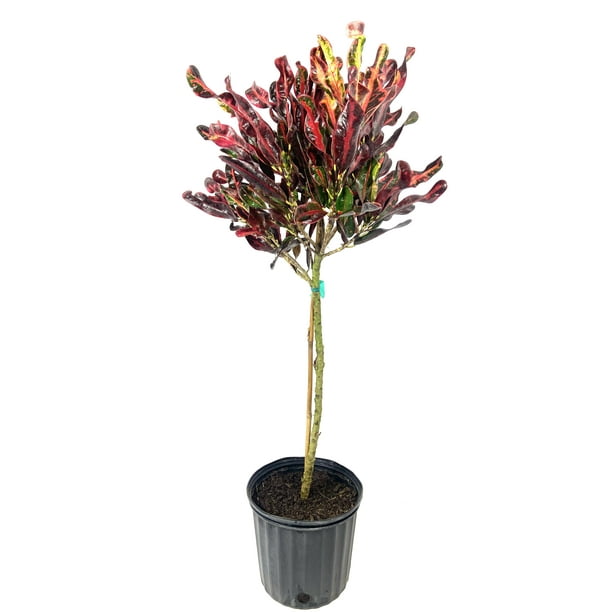 Croton Mammy Patio Tree Live Plant in a 10 inch Pot Codiaeum 'Mammy