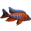 Eureka Red Cichlid Unsexed, Live Fish, Red, Blue 1-2in 6 pack