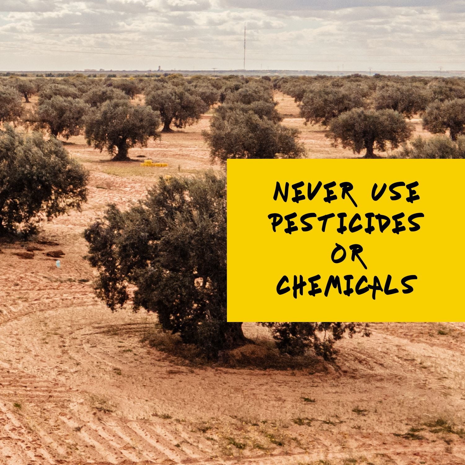 Bella Del Sol Organic Extra Virgin Olive Oil 750ml, Premium – First Cold Press