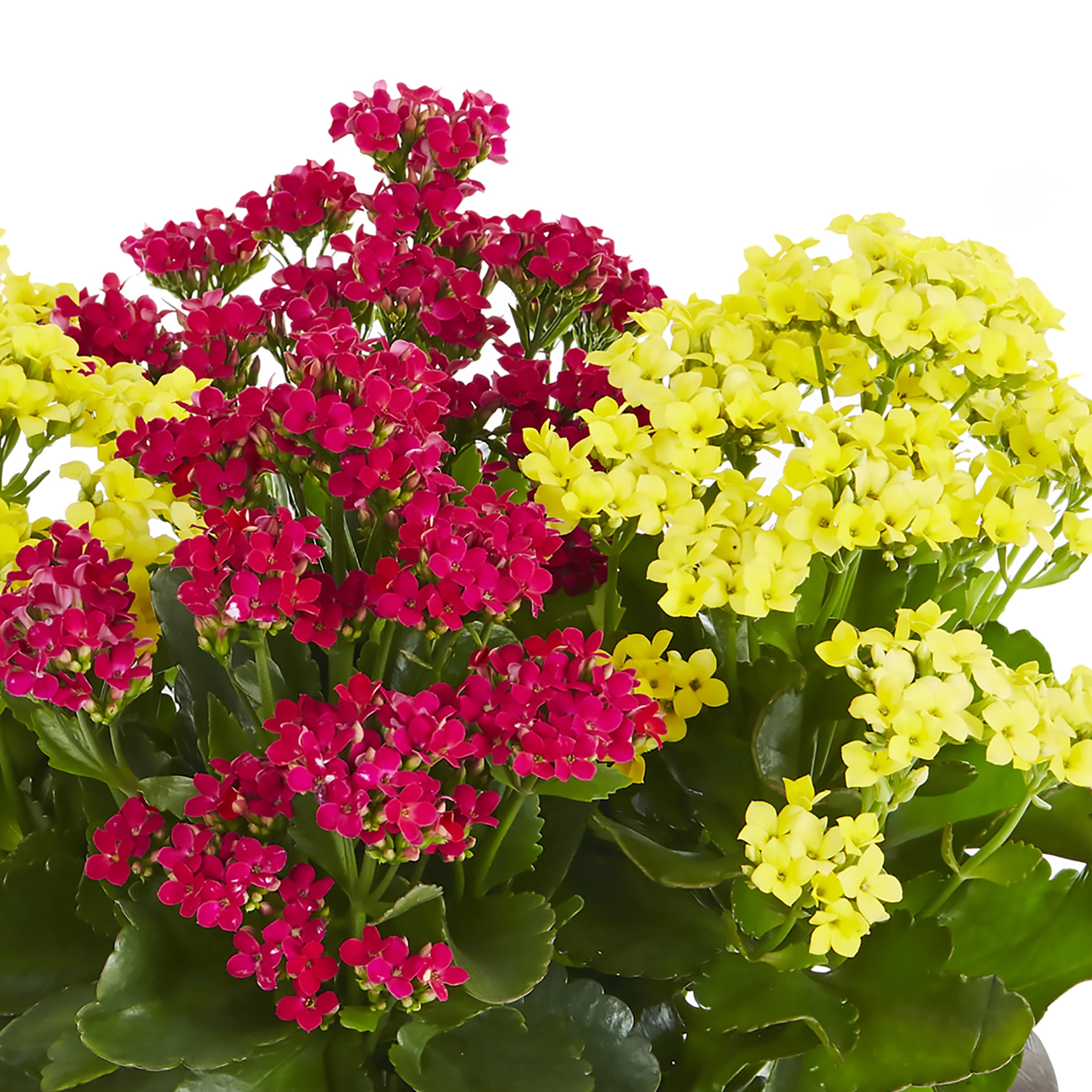 Better Homes & Gardens 3QT Multicolor Kalanchoe Live Annual Plant Decorative Pot Sun