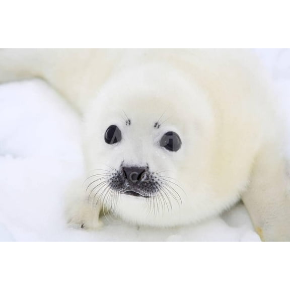 Baby Harp Seal Pup On Ice Of The White Sea, Unframed Photographic Print Wall Art by zanskar Sold by Art.Com