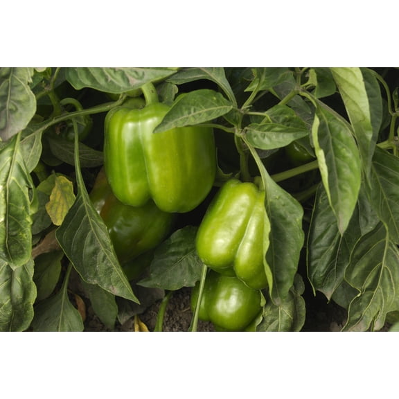 Monster Bell Pepper Plant - HUGE - 2.5" Pot