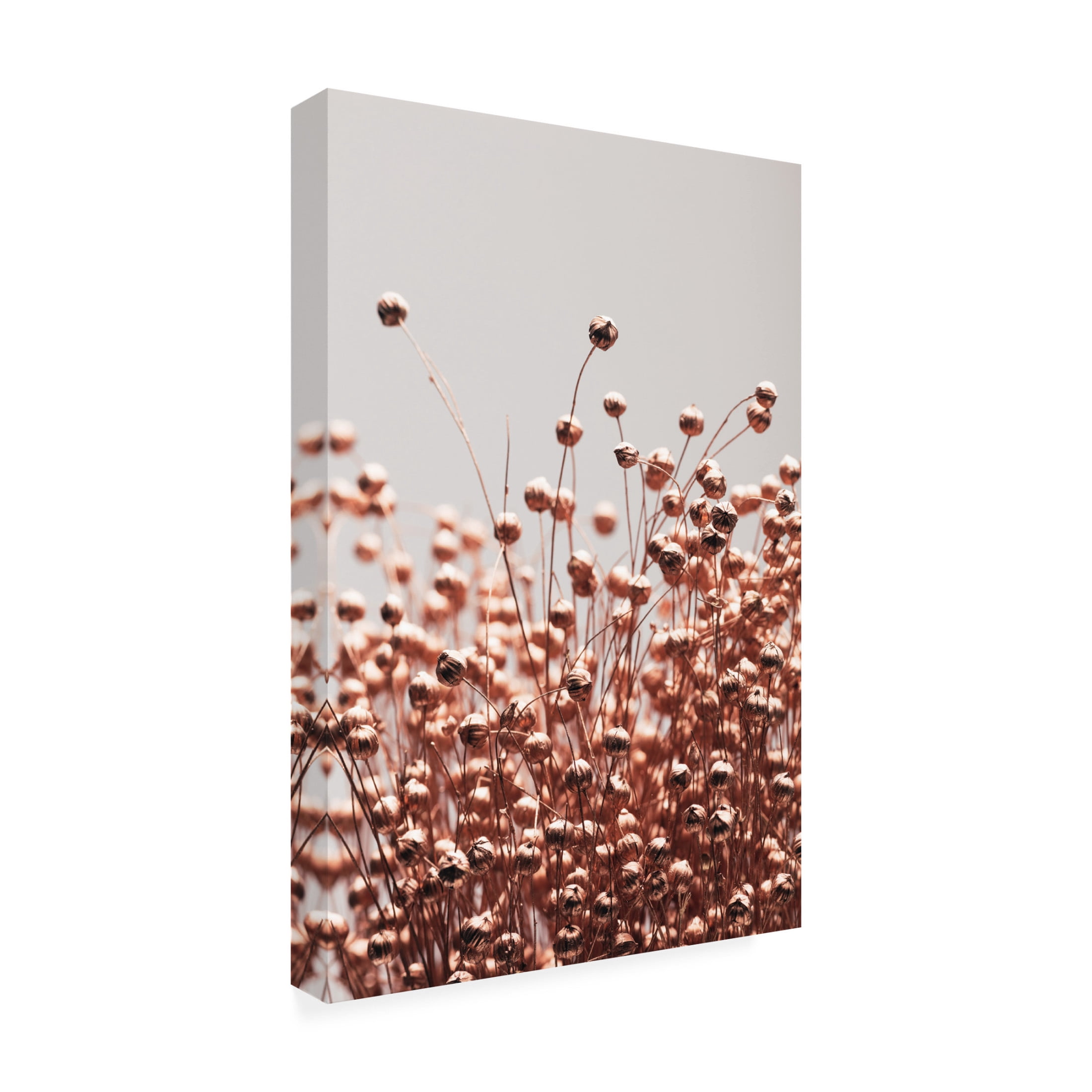 Trademark Fine Art Pictufy Studio Dried Grass Copper 05 Canvas Wall Art