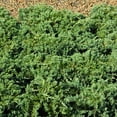 thumbnail image 6 of National Plant Network Live Shrub 1 Gal. Juniper Blue Rug with Full Sunlight, 6 of 6