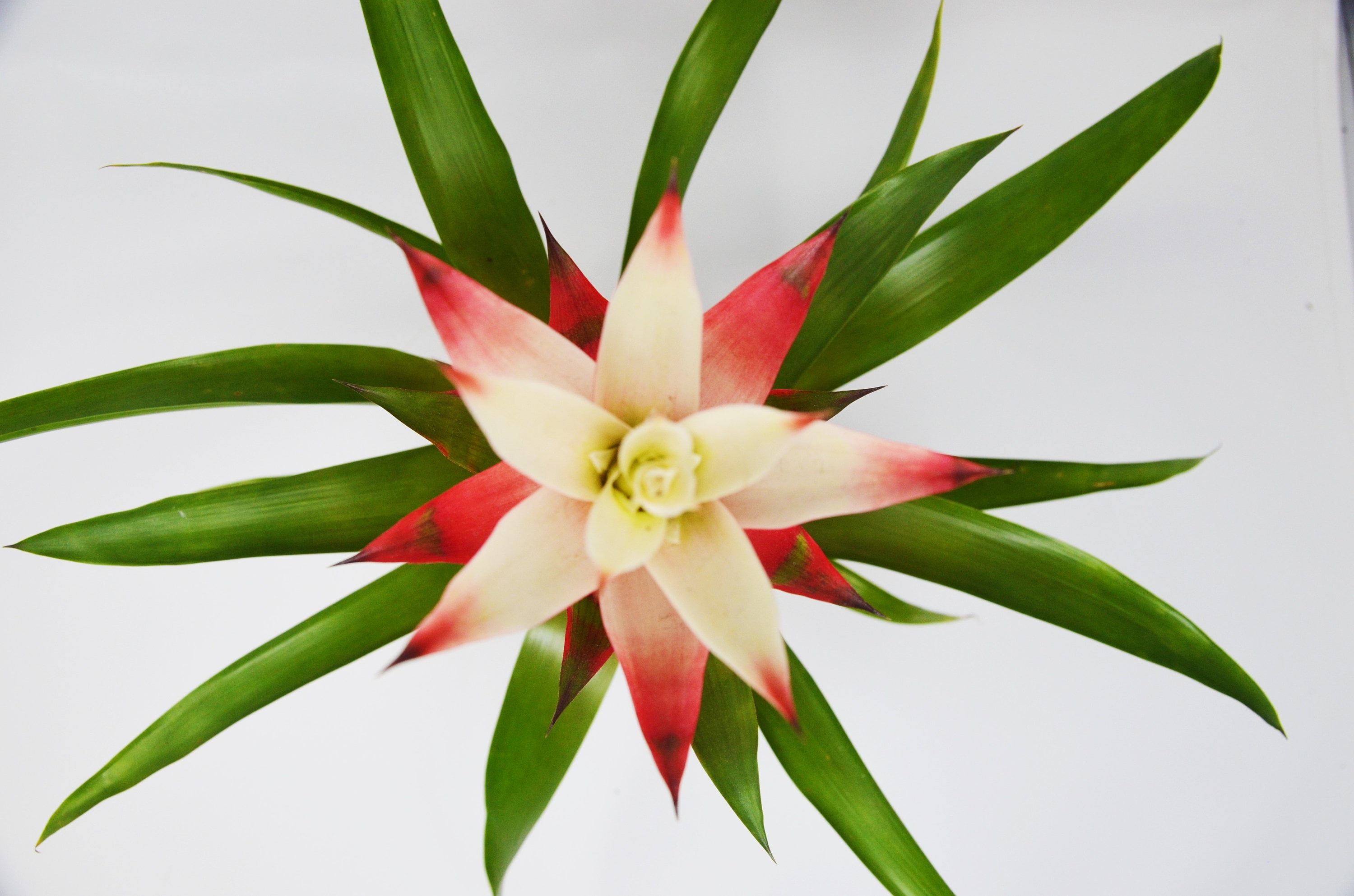 Guzmania plant information