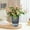 161#Gray, variant on Transparent Self-Watering Hydroponic Flower Pot, Glass-Like Vase for Lucky Bamboo, Rose, Home Decoration, Living Room, Bedroom, Office, Indoor Plants, Easy Care, Green Lover Gift