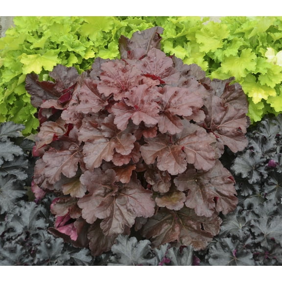 Proven Winners 4.5 in. Quart Primo Mahogany Monster Coral Bells (Heuchera) Live Plant, Cream Flowers and Mahogany Red Foliage