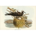 thumbnail image 2 of Gould, John 32x23 Gold Ornate Wood Framed with Double Matting Museum Art Print Titled - Lesser Noddy-Anous melanops, 2 of 4