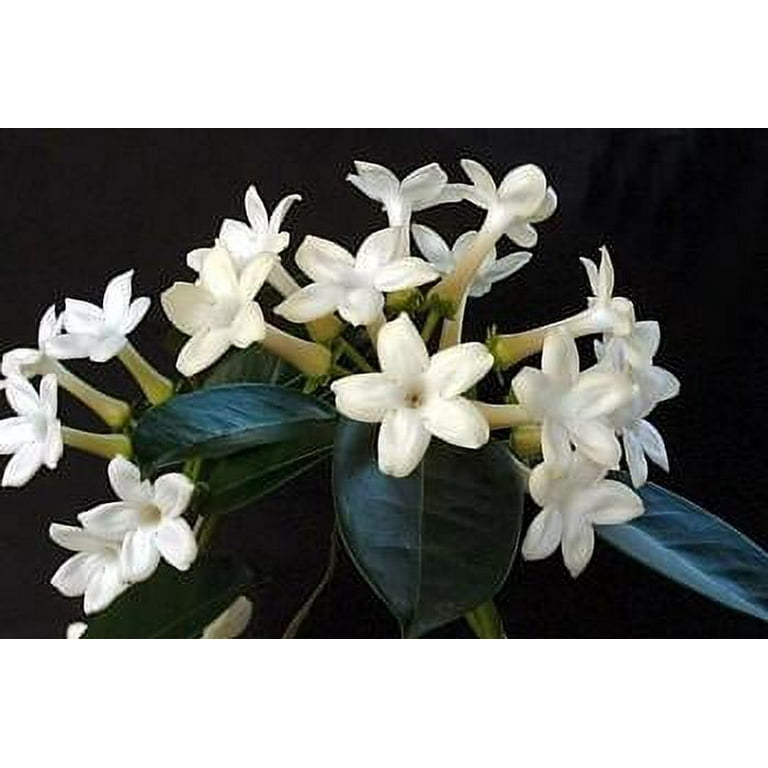 schwarze topfpflanzen Schwarze Glücksfeder | Zamioculcas main image 0