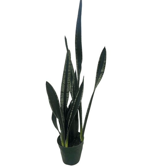 Crystal Flame Snake Plant - Sansevieria - 6" Pot - Collector's Series