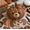 Multicolor, variant on DIY Animal Pumpkin Sewing Kit, Woodland Animal Fabric Pumpkin Craft Supplies, Creative Indoor Fall Home Decoration Cat